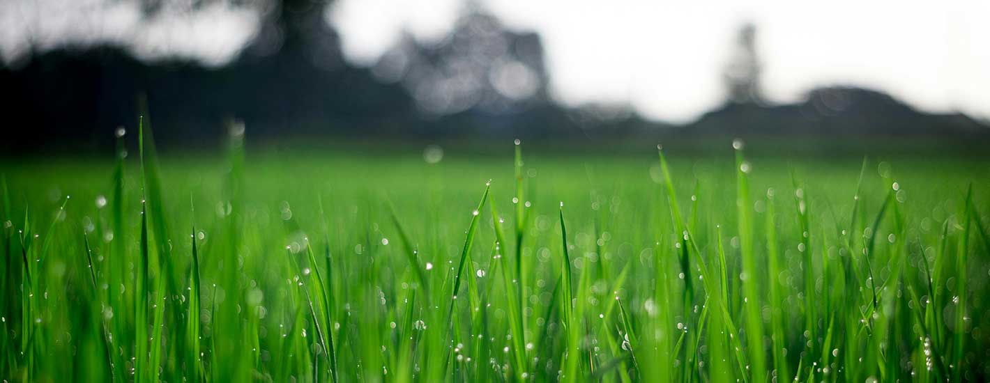 Experiencia y Personalización al Servicio de tu Jardín.