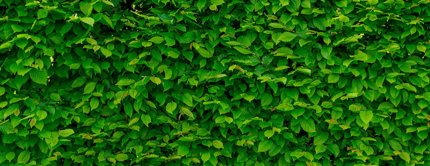 Experiencia y Personalización al Servicio de tu Jardín.